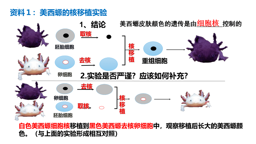 生物人教版（2019）必修1 3.3细胞核的结构和功能（共28张ppt）