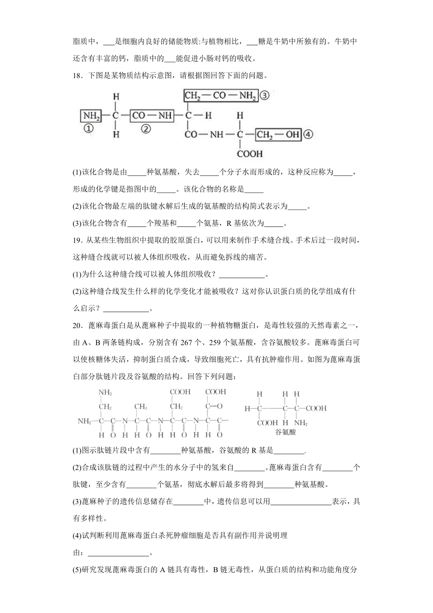 1.3细胞中的蛋白质和核酸 练习（解析版）