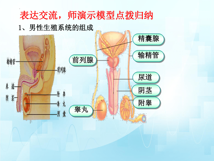 4.3.1婴儿的诞生（第一课时）课件(共25张PPT)2023-2024学年济南版生物八年级上册