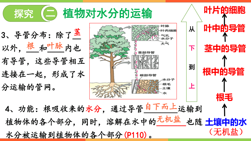 3.3绿色植物与生物圈的水循环课件（共36张PPT+内嵌视频2个） 人教版生物七年级上册