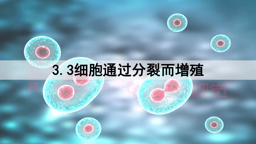 2. 3.3 细胞通过分裂而增殖 课件(共18张PPT)2023-2024学年北师大版生物七年级上册