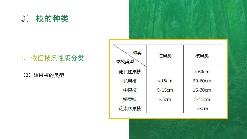 1.2.2果树的枝 课件(共16张PPT)-《果树生产技术》同步教学（中国农业出版社）