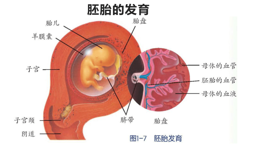 浙教版科学七下 1.1新生命的诞生(2)（30页ppt）