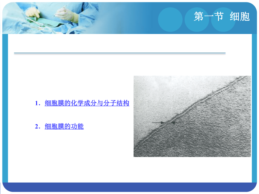 1.1细胞 课件(共23张PPT)-《解剖学基础》同步教学（江苏大学出版社）