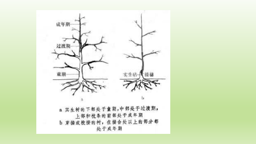 1.3.6果树的生命周期 课件(共17张PPT）-《果树生产技术》同步教学（中国农业出版社）