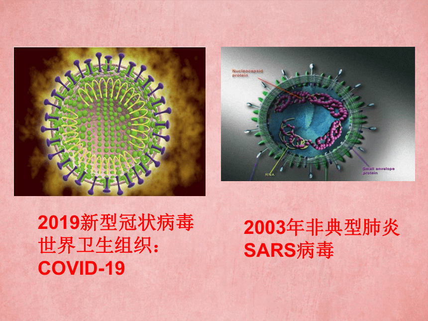 2.3.1病毒课件(共30张PPT) 济南版生物七年级上册
