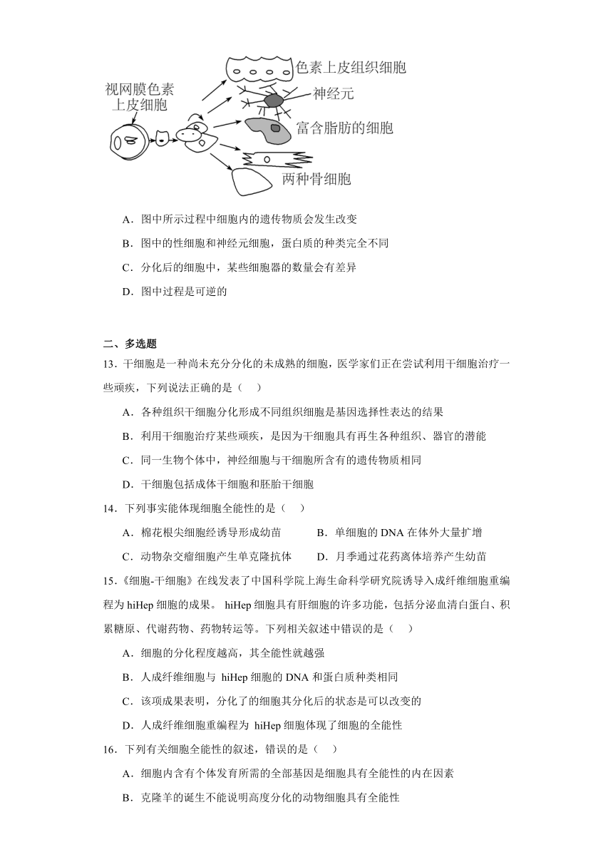 6.2 细胞的分化 测试题（有解析）2023-2024学年高中生物学人教版（2019）必修1