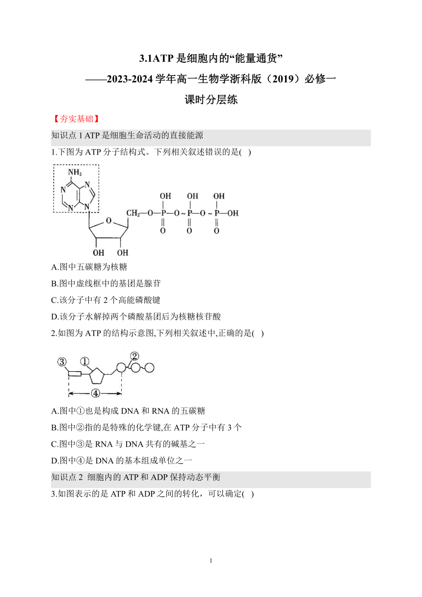 3.1ATP是细胞内的“能量通货”（含解析）——2023-2024学年高一生物学浙科版（2019）必修一课时分层练