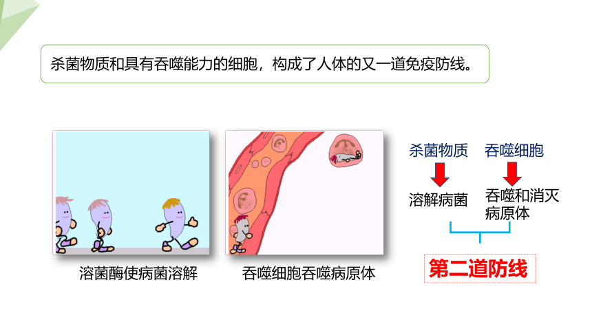 4.13.3 人体免疫 课件 (共21张PPT)2023-2024学年初中生物北师版七年级下册