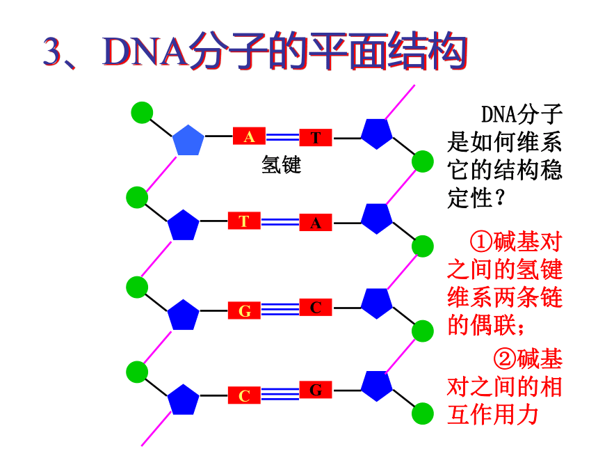 3.2 DNA分子的结构 课件(共37张PPT)