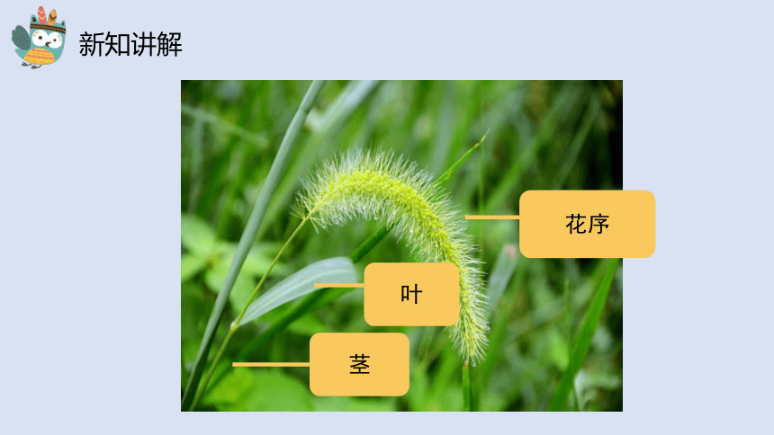 科学湘科版一年级下册4.2《观察身边的植物》课件(共24张PPT)