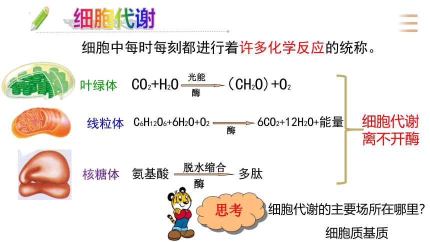 5.1.1 降低化学反应活化能的酶课件（共28张PPT3个视频）-人教版（2019）必修一
