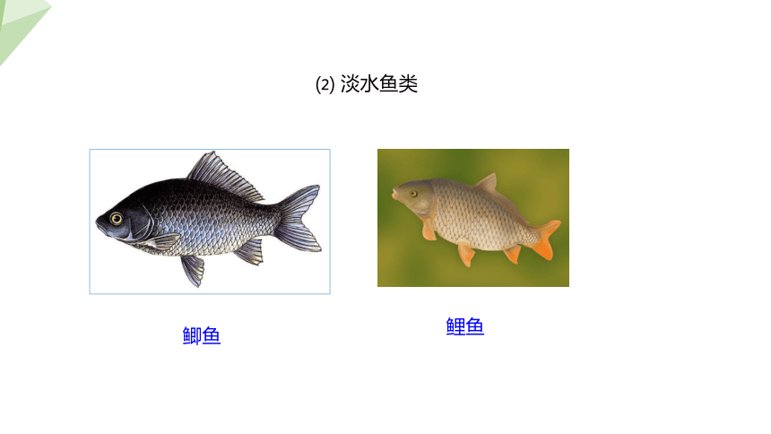 5.14.2 千姿百态的动物世界  第2课时 课件 2023-2024学年初中生物苏教版八年级上册