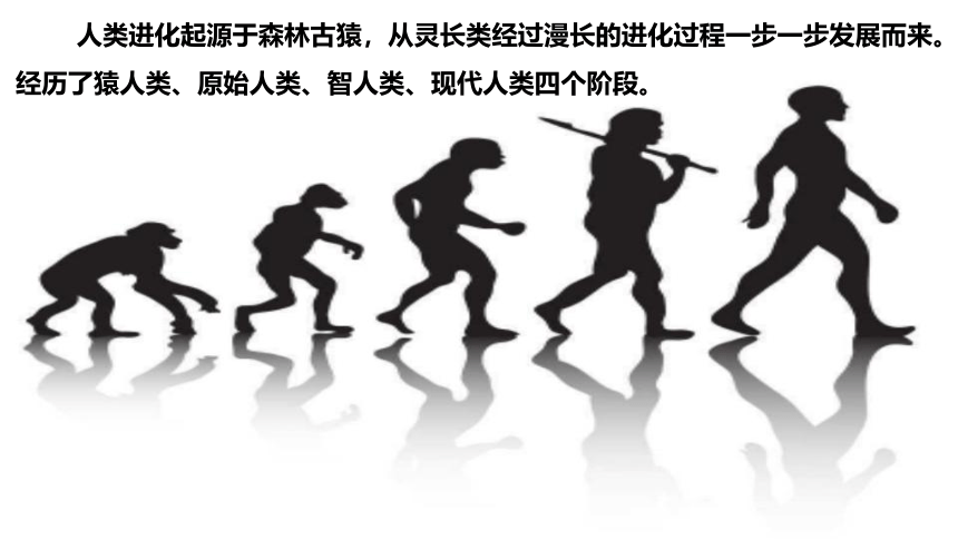 第1课 中国境内早期人类的代表——北京人 课件（15张PPT）