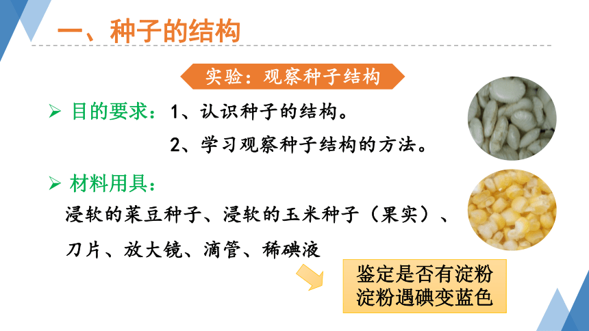 3.1.2 种子植物课件（共34张PPT）2023-2024学年人教版生物七年级上册