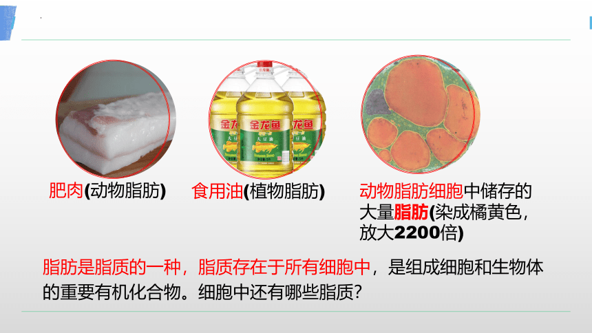 2.3.2 细胞中的糖类和脂质（第二课时）课件（共19张PPT）2023-2024学年高一上学期生物人教版（2019）必修1