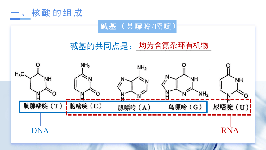 4.3 核酸  课件(共19张PPT)-高二化学（人教版2019选择性必修3）