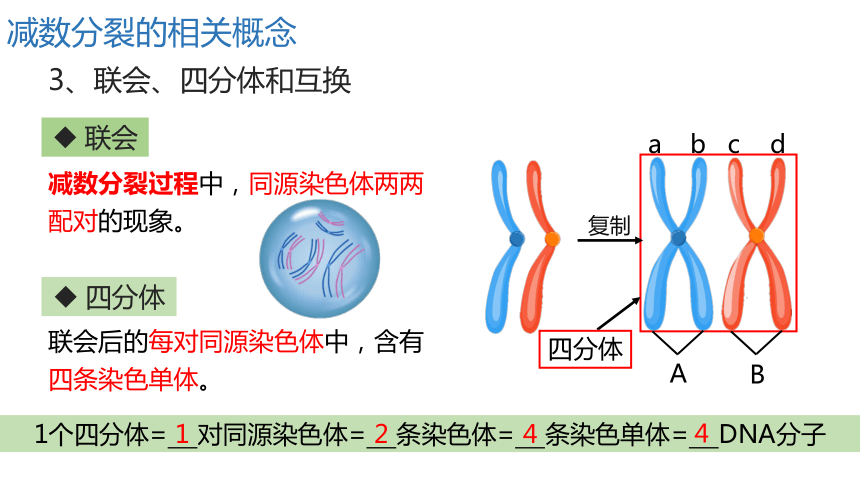 2.1减数分裂和受精作用（第一课时）课件（共38张PPT、1份视频） 人教版必修2