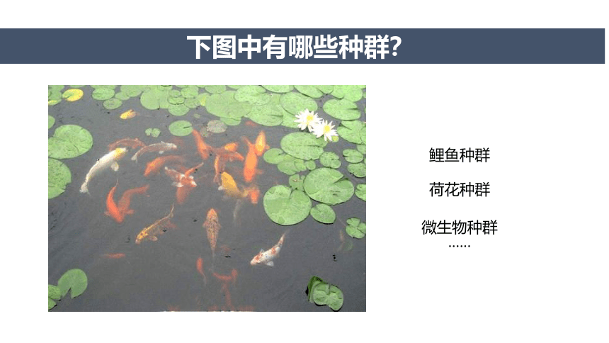 5.1种群和群落--华师大版初中科学七下同步课件