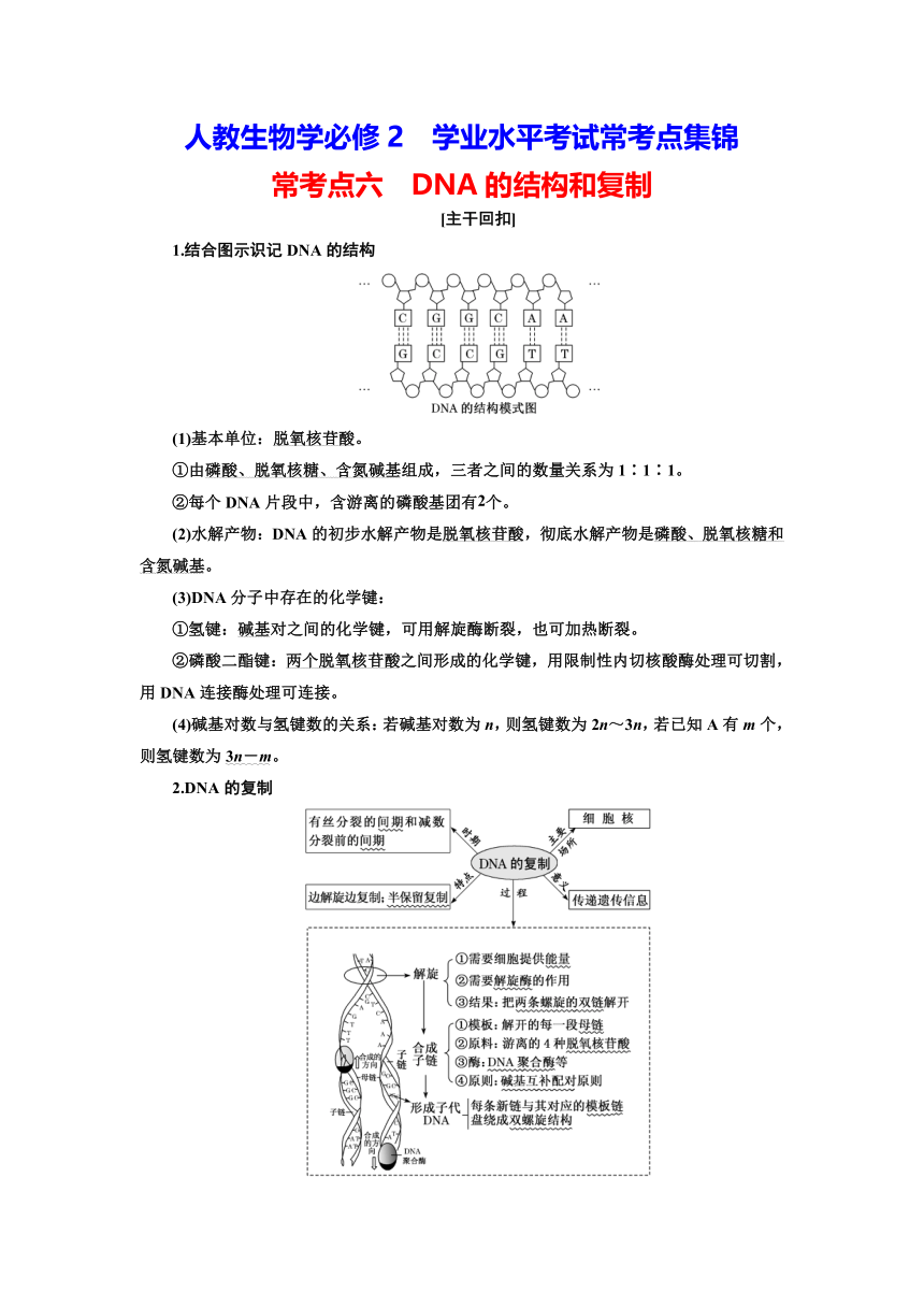 人教2019生物学必修2学业水平考试常考点习题集锦：常考点六　DNA的结构和复制（含解析）