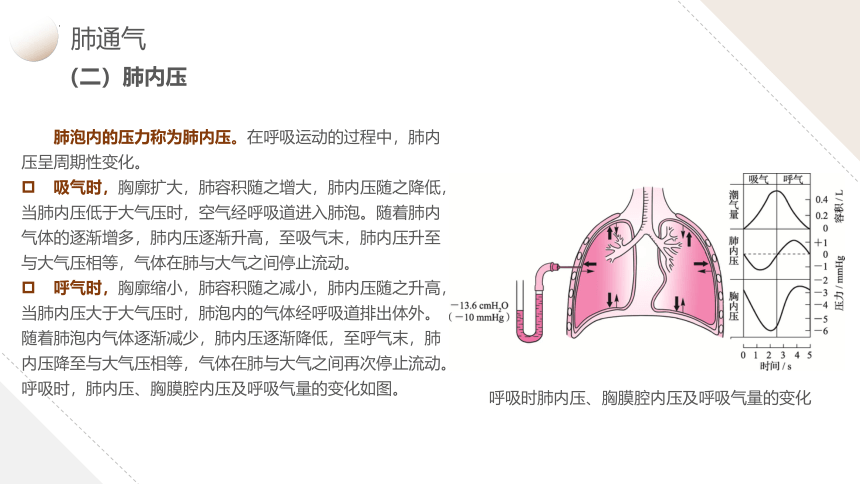 4.2肺通气 课件(共37张PPT)-《生理学基础》同步教学（江苏大学出版社）
