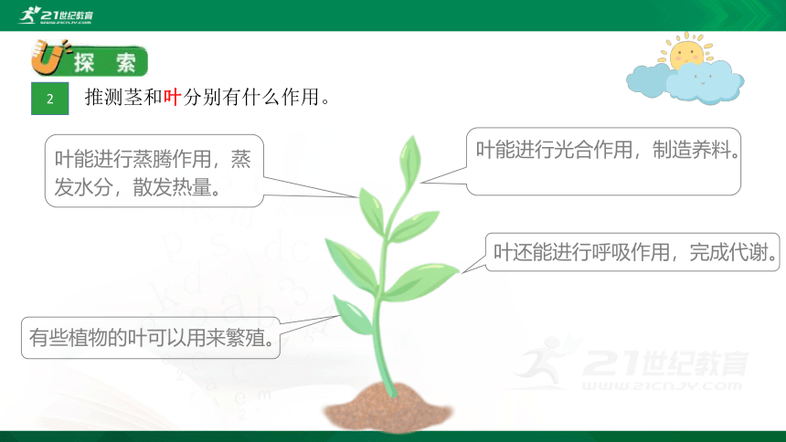 教科版科学四年级下册1.4茎和叶课件（34张PPT）