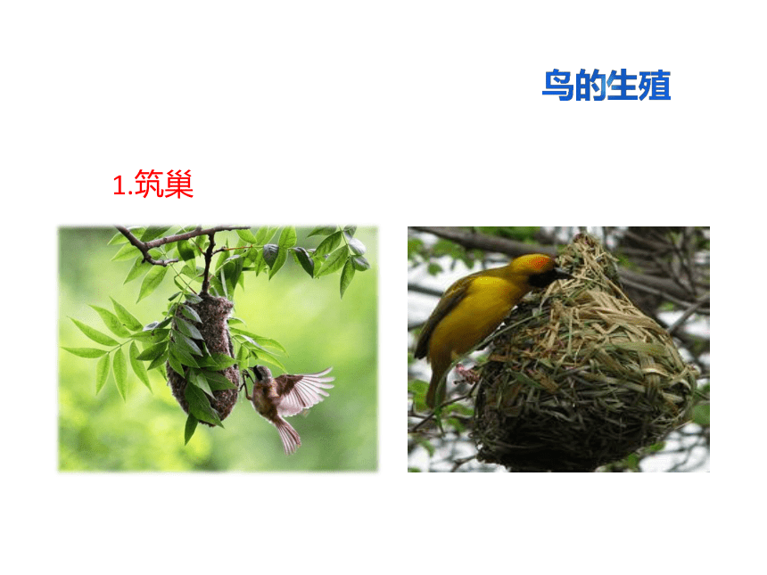 济南版八年级生物上册 鸟的生殖和发育 课件（38张ppt）