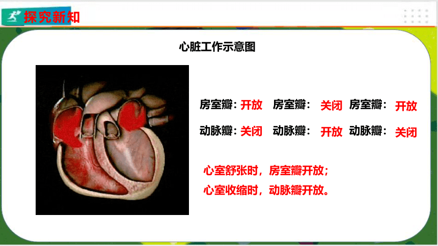 4.4.3 输送血液的泵——心脏课件（共24张PPT）