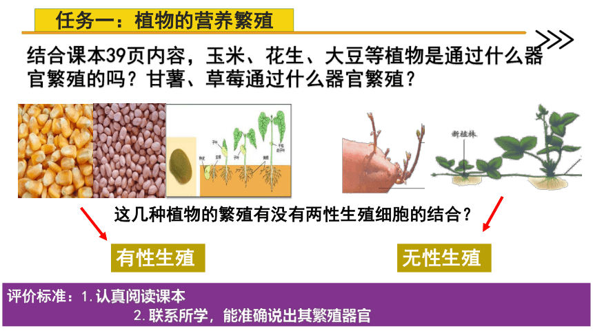 济南版生物八年级上册 4.1.7  植物的营养繁殖  2022-2023学年课件(共26张PPT)