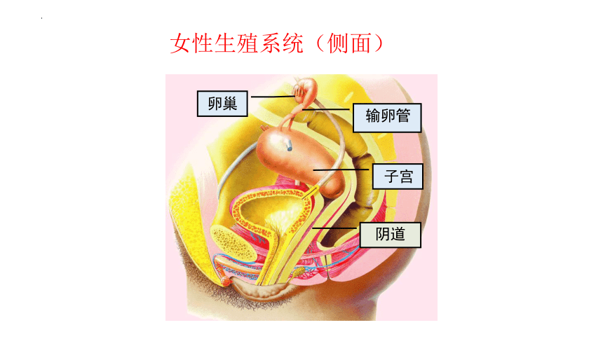 北师大版19.1 人的生殖和发育（第1课时）-2022-2023学年八年级生物上册同步优质教学课件(共41张PPT)