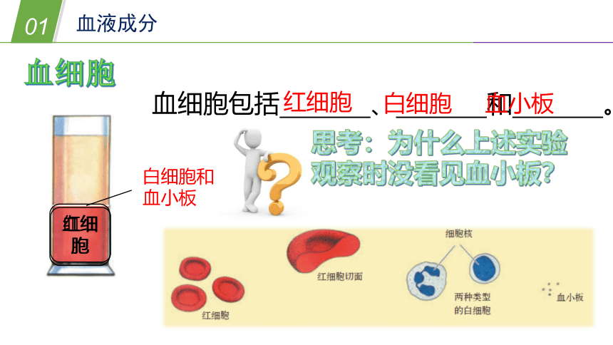 华师大版科学八年级上册 5.3人体内的物质运输（2 血液和血型）（课件 37张PPT）