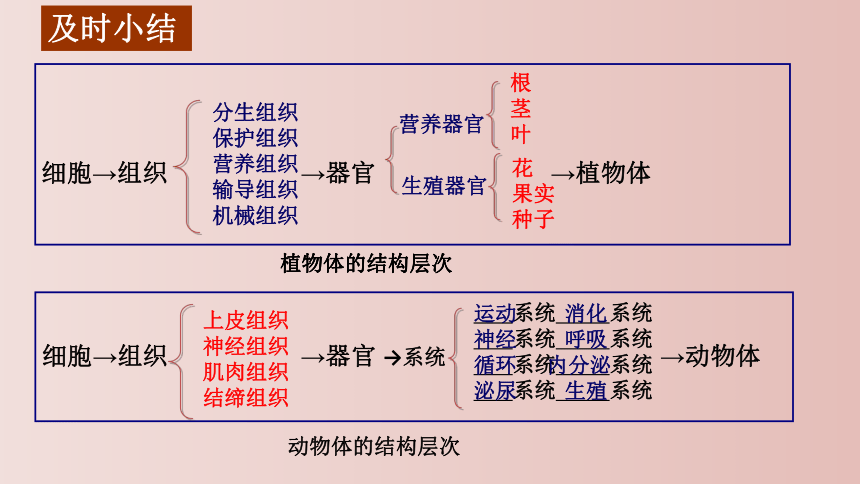 第二单元 生物体的结构层次 复习课件(共26张PPT) 2021--2022学年人教版生物七年级上册