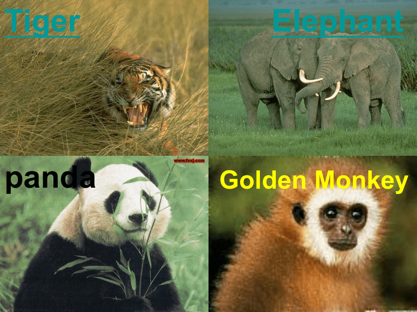 外研版必修5  Module 6 Animals in Danger  reading 教学课件  (共21张PPT)