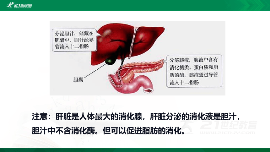 4.2.2 消化和吸收课件（共21张PPT）