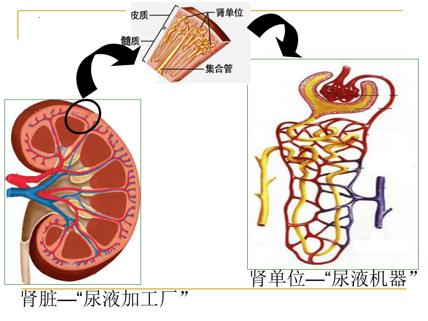 2021--2022学年北师大版生物七年级下册 11.2尿的形成与排出  课件（共35张PPT）