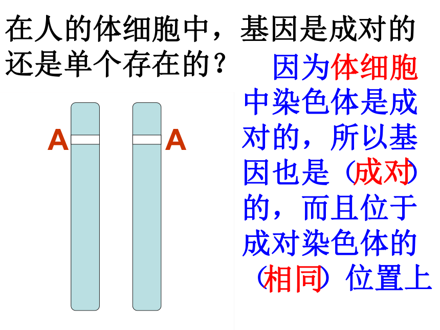 7.2.2基因在亲子代间的传递课件(共31张PPT)