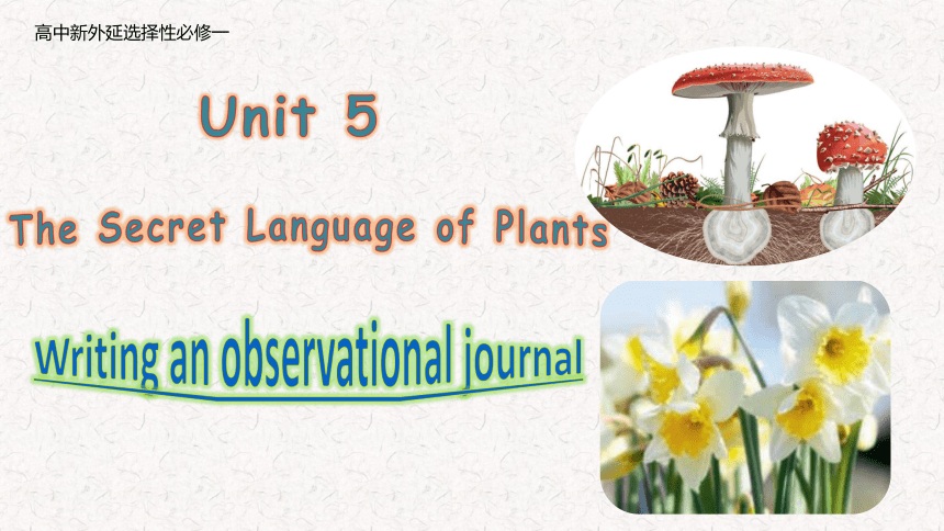 外研版（2019）  选择性必修第一册  Unit 5 Revealing Nature  Presenting ideas课件(共24张PPT)
