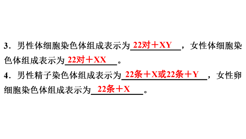 7.2.4 人的性别遗传 课件(共26张PPT)2023年春人教版八年级生物下册