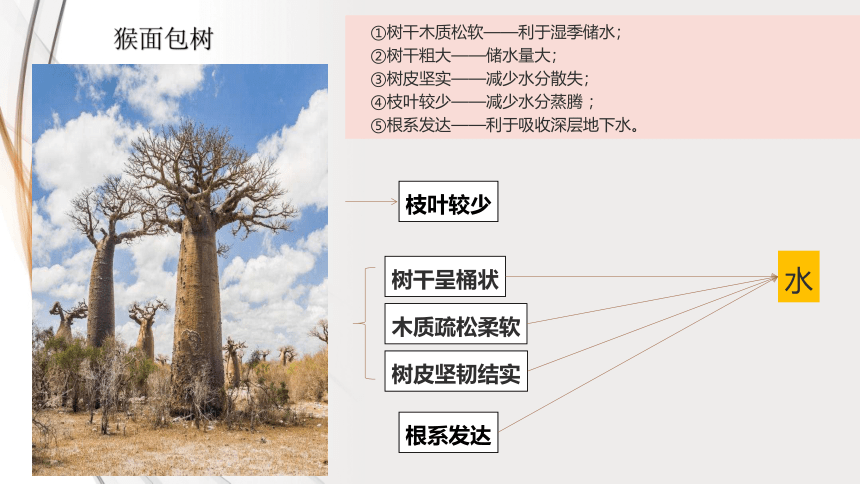 2.7植被与自然环境的关系 教学课件（49张）