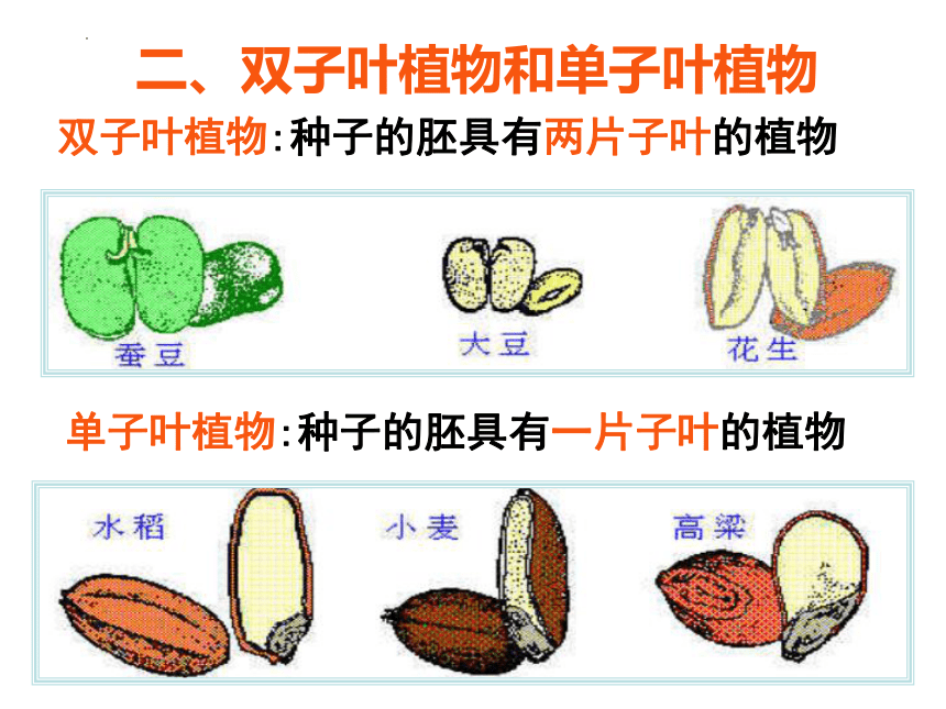 3.1.2 种子植物课件(共33张PPT)2022--2023学年人教版生物七年级上册