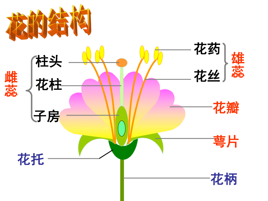 华师大版七年级下册科学 7.1绿色开花植物的有性生殖和发育 课件（33张PPT）