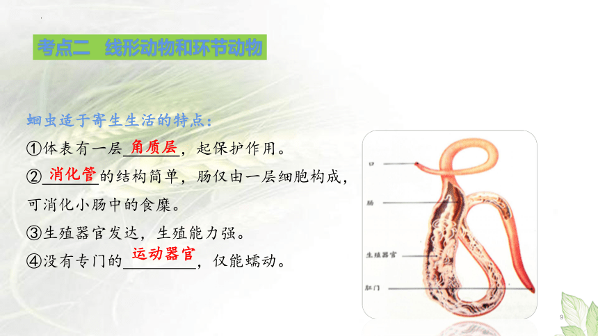 专题12 动物的主要类群（课件  共36张PPT ）-备战中考生物一轮复习考点（全国通用）