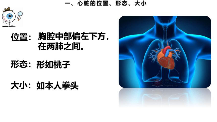 2.2.2.2 运输物质的器官——心脏（课件）七年级生物下册（冀教版）（共19张PPT）