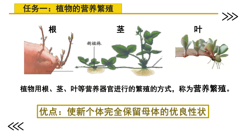 济南版生物八年级上册 4.1.7  植物的营养繁殖  2022-2023学年课件(共26张PPT)