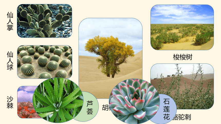苏教版（2017秋）三年级下册科学课件2.6沙漠中的植物  （课件10ppt）