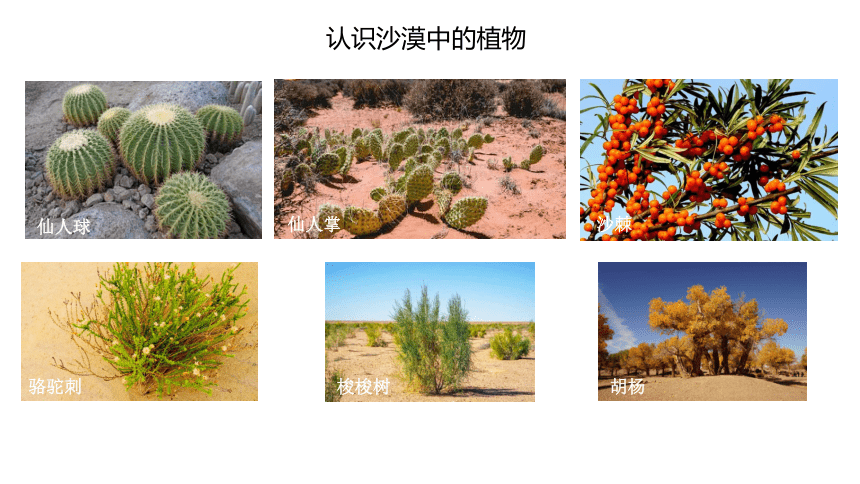 苏教版（2017秋） 三年级下册2.6  沙漠中的植物  课件 (共16张PPT)