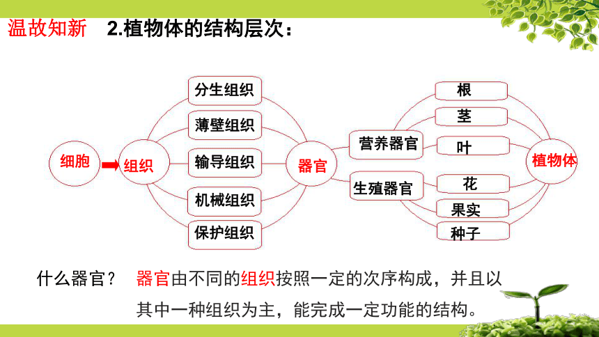 9.3 单细胞的生物体（第1课时）课件七年级生物下册（苏科版）（共29张PPT）