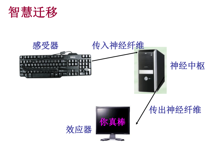 3.5.3神经调节基本方式 课件(共37张PPT)2021--2022学年济南版初中生物七年级下册