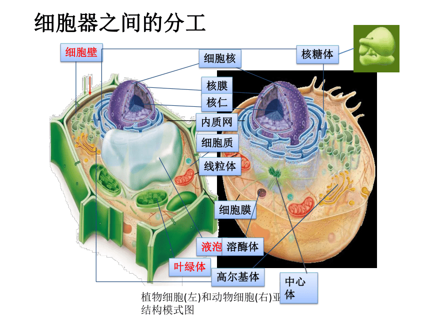 2021-2022学年高一上学期生物人教版（2019）必修一3.2细胞器之间的分工合作  课件 （20张ppt）