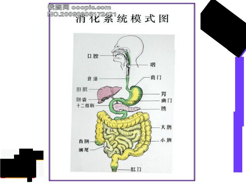 2.1.2.2 食物在胃肠内消化 课件  2020-2021学年冀少版生物七年级下册（20张PPT）